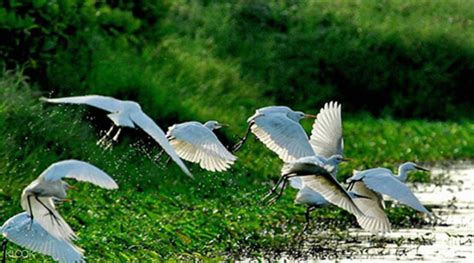 南沙水鳥有哪些鳥：鳥類多樣性與生態保護之探索