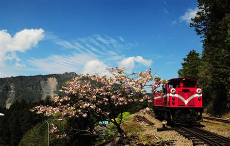 臺南如何去阿里山：一場與時間賽跑的奇幻旅程